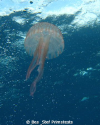 Jellyfish, Saint-Florent bay, Corsica. Canon Ixy 900. by Bea & Stef Primatesta 